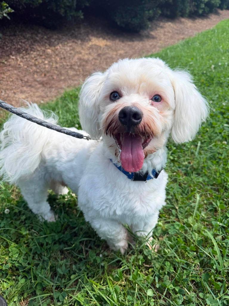 Alfie, a Adoptable mixed breed in Raleigh, NC image 6/6