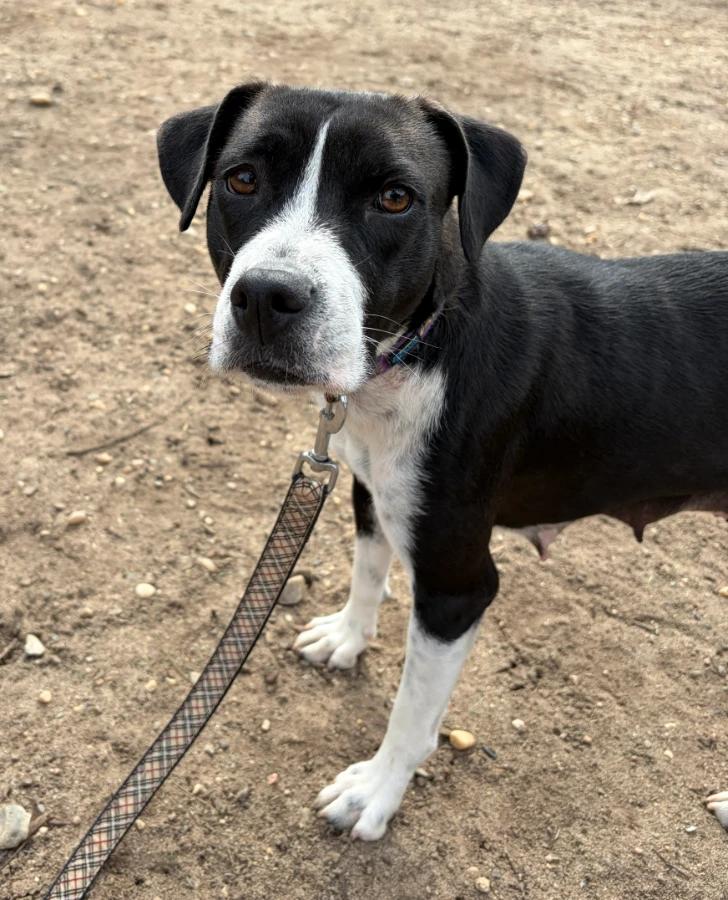 Everest, Adoptable, Young Female Retriever & Mixed Breed.