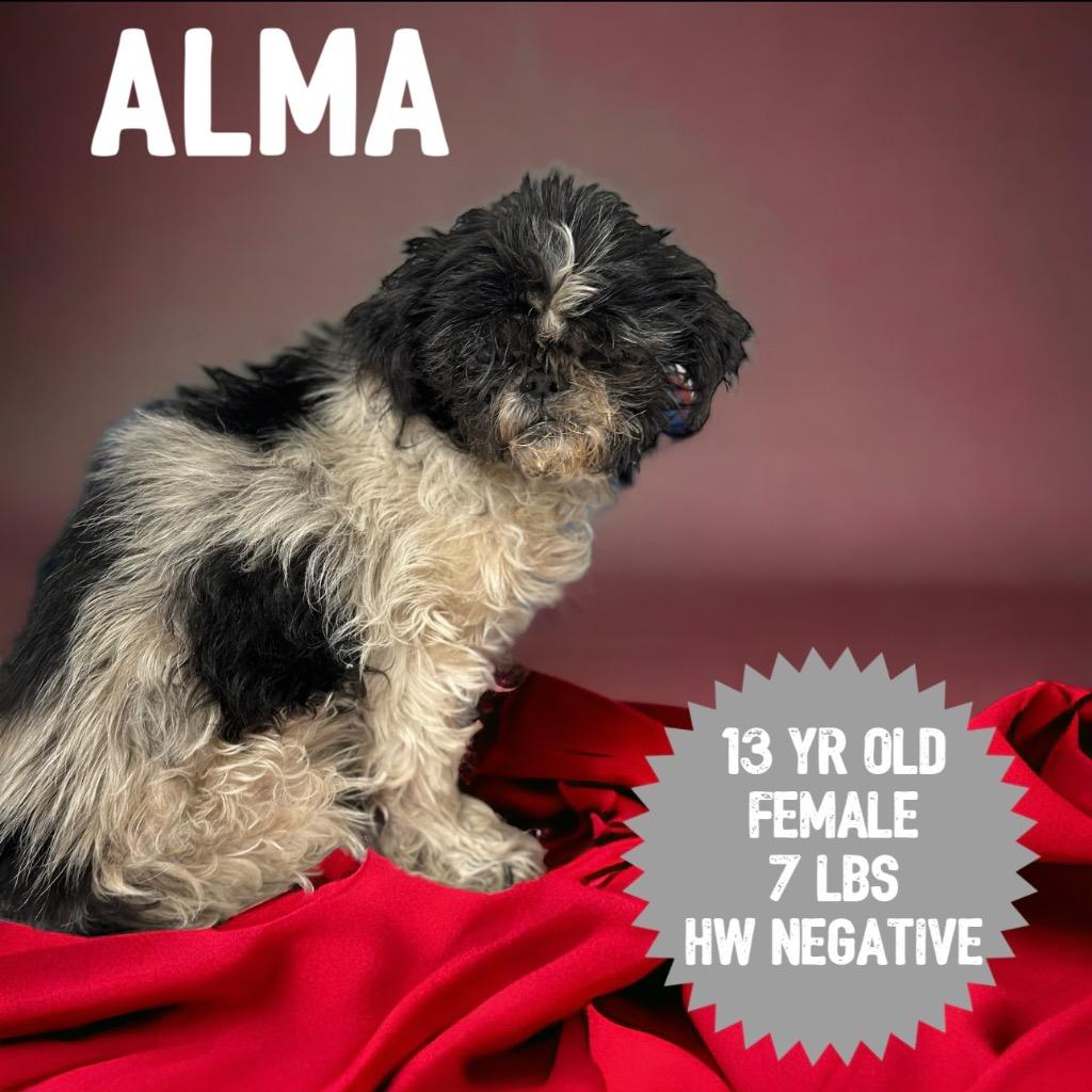 Enlarge Alma, a Adopted Shih Tzu in Sorrento, LA image 1/1
