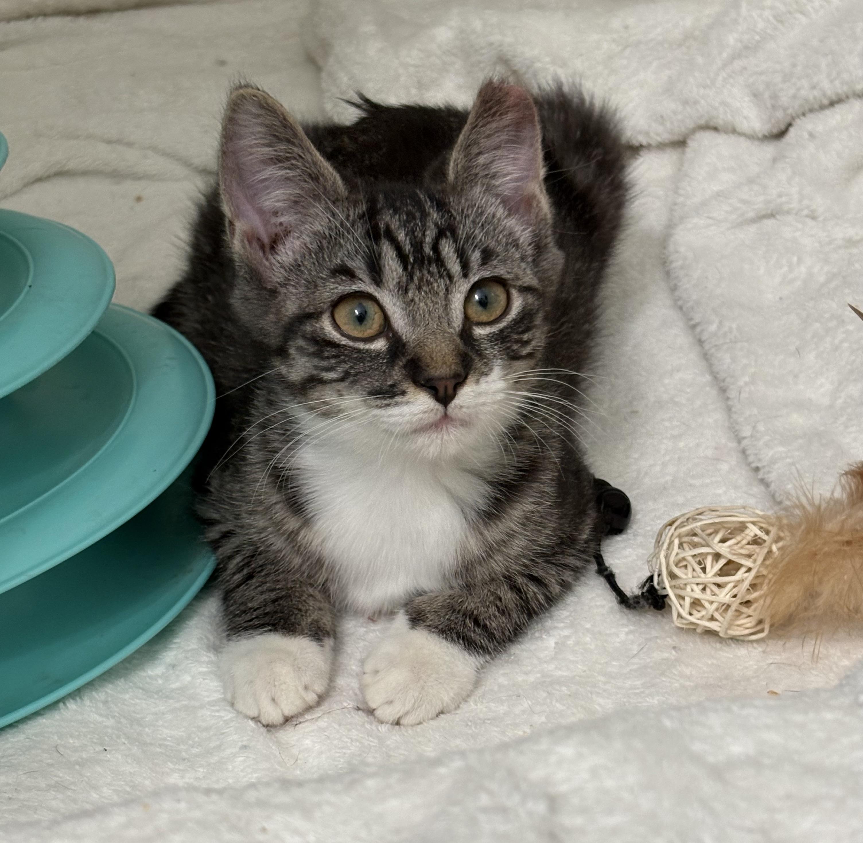 Scrappy, ADOPTABLE, Kitten Male Tabby.