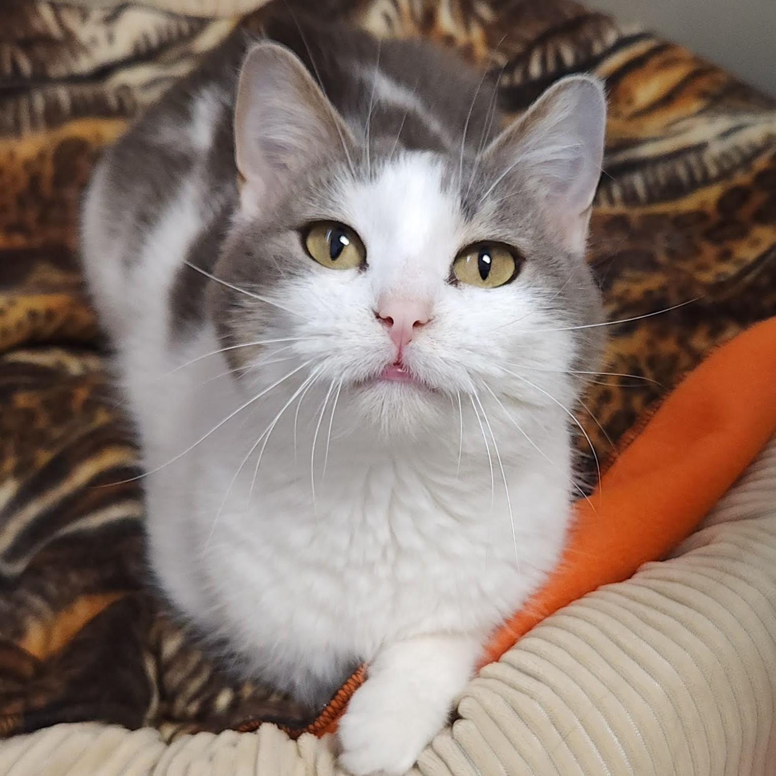 Enlarge Muriel, a ADOPTABLE Domestic Short Hair in Marshfield, WI image 1/5