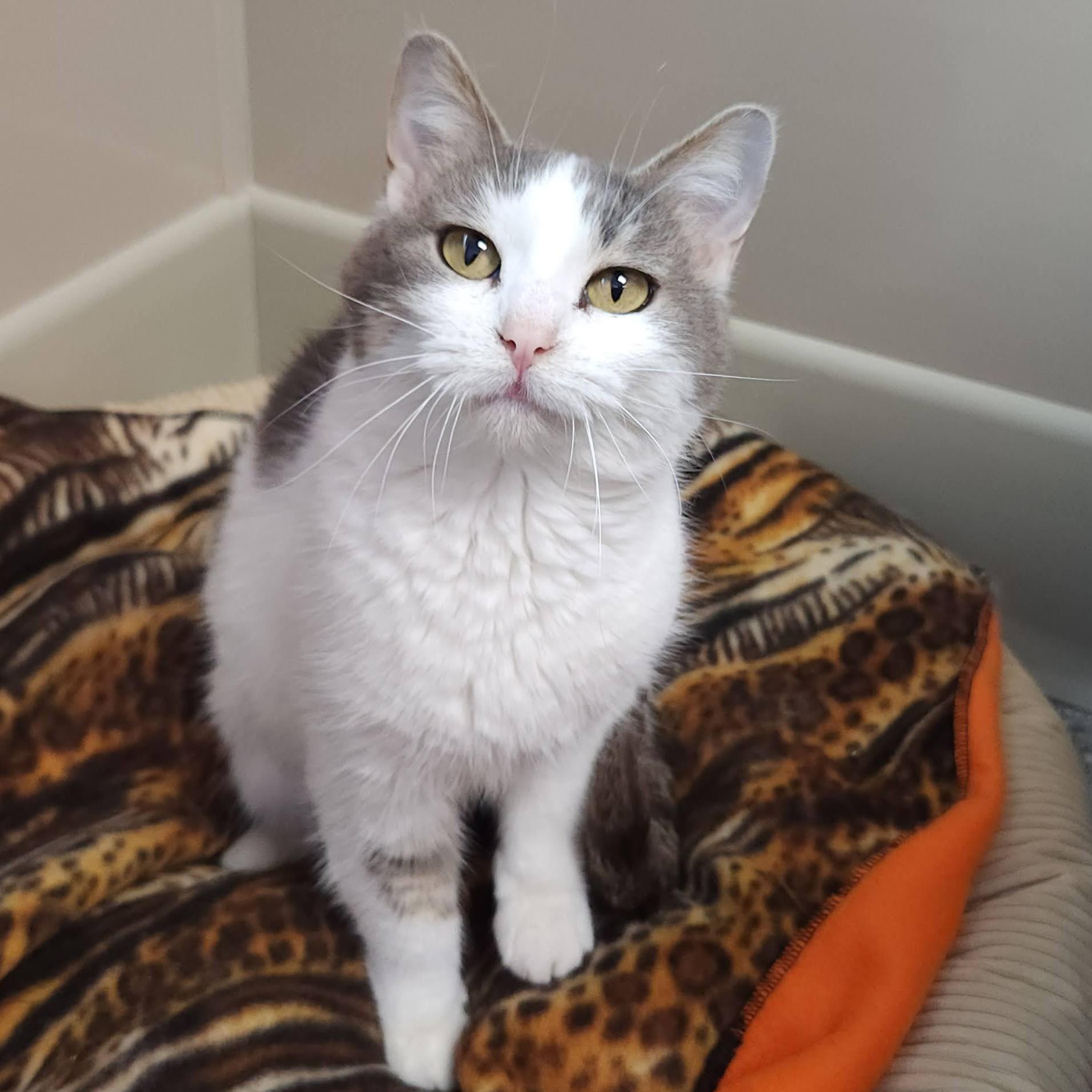 Enlarge Muriel, a ADOPTABLE Domestic Short Hair in Marshfield, WI image 2/5