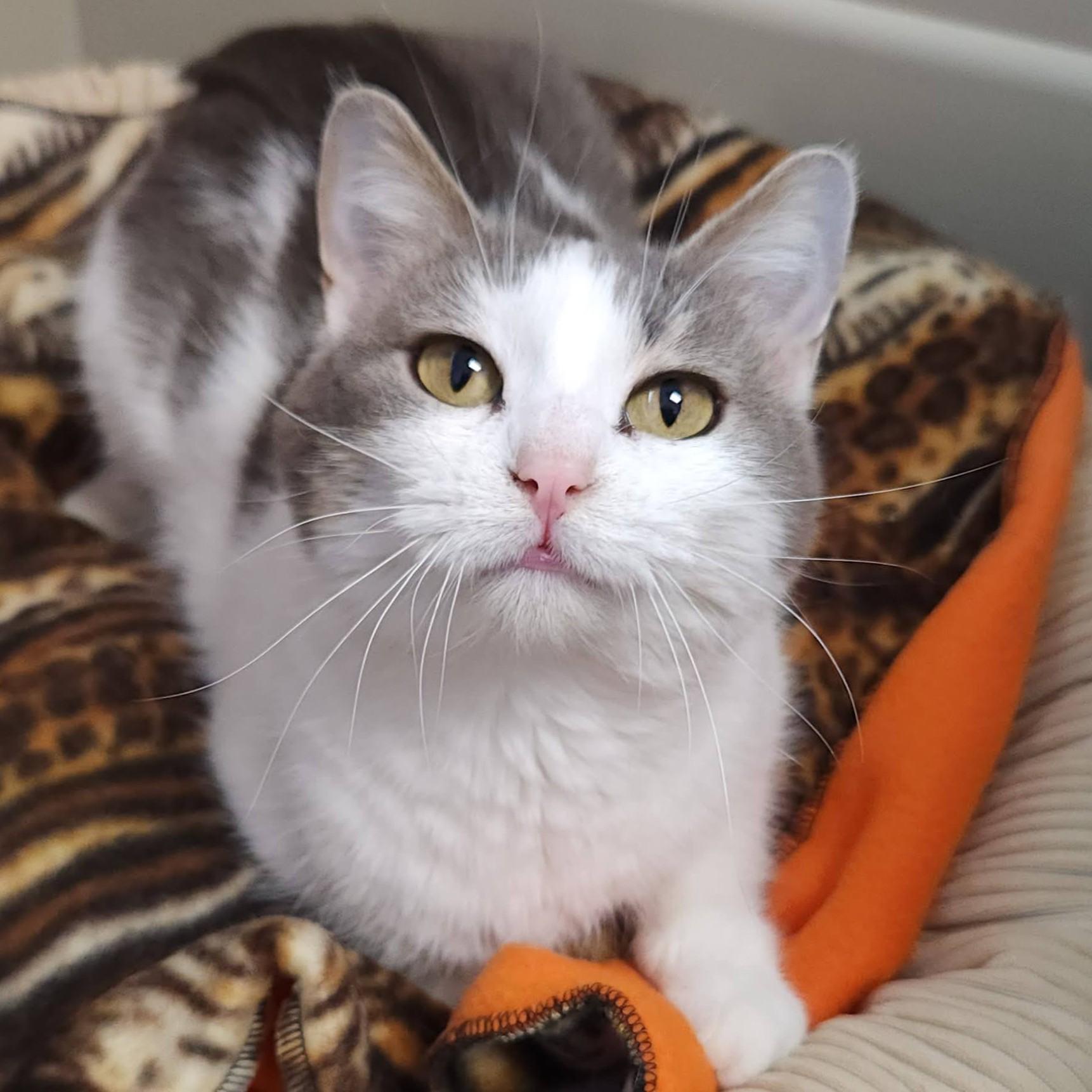 Enlarge Muriel, a ADOPTABLE Domestic Short Hair in Marshfield, WI image 4/5