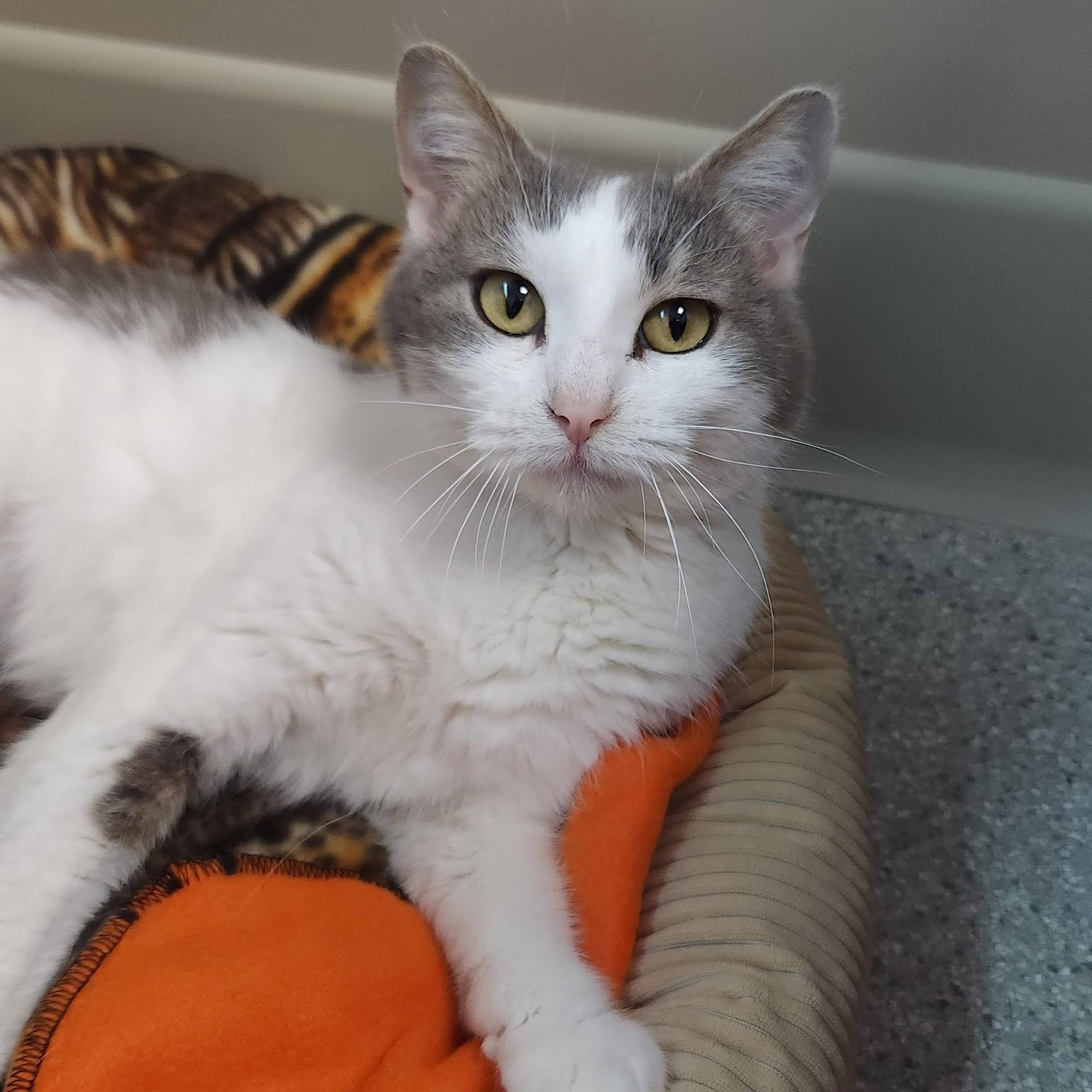 Enlarge Muriel, a ADOPTABLE Domestic Short Hair in Marshfield, WI image 3/5