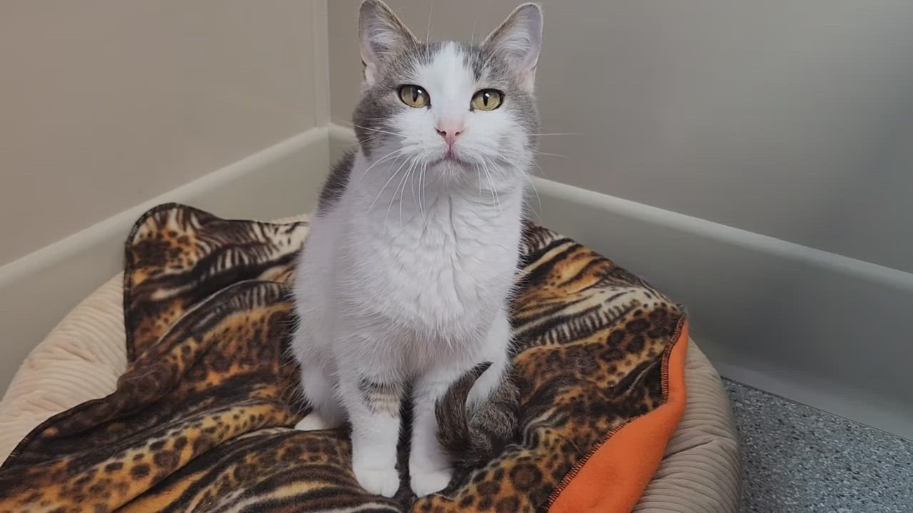 Enlarge Muriel, a ADOPTABLE Domestic Short Hair in Marshfield, WI video 5/5