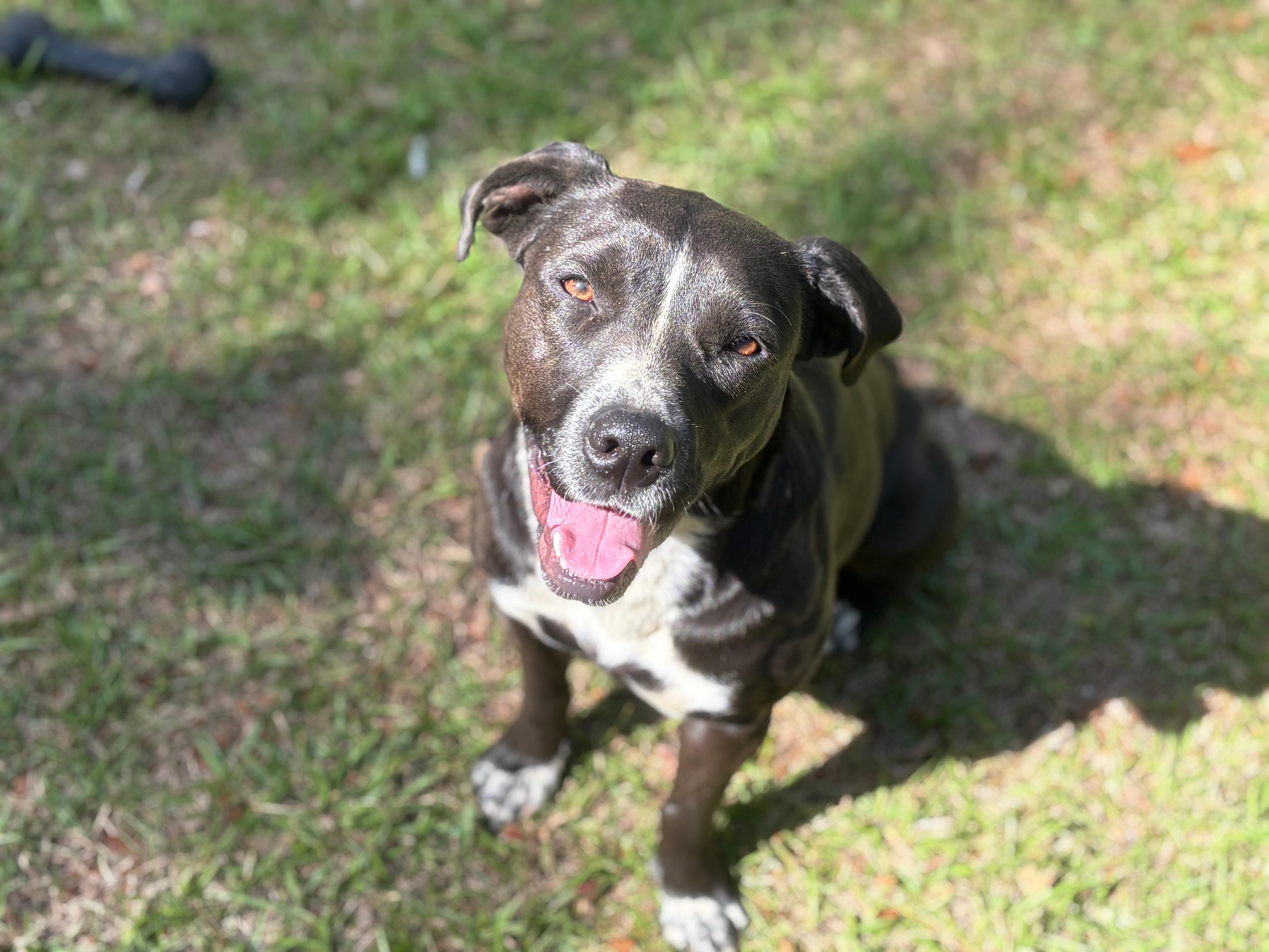 Juliette, a Adoptable Mixed Breed in Newburgh, NY image 2/5