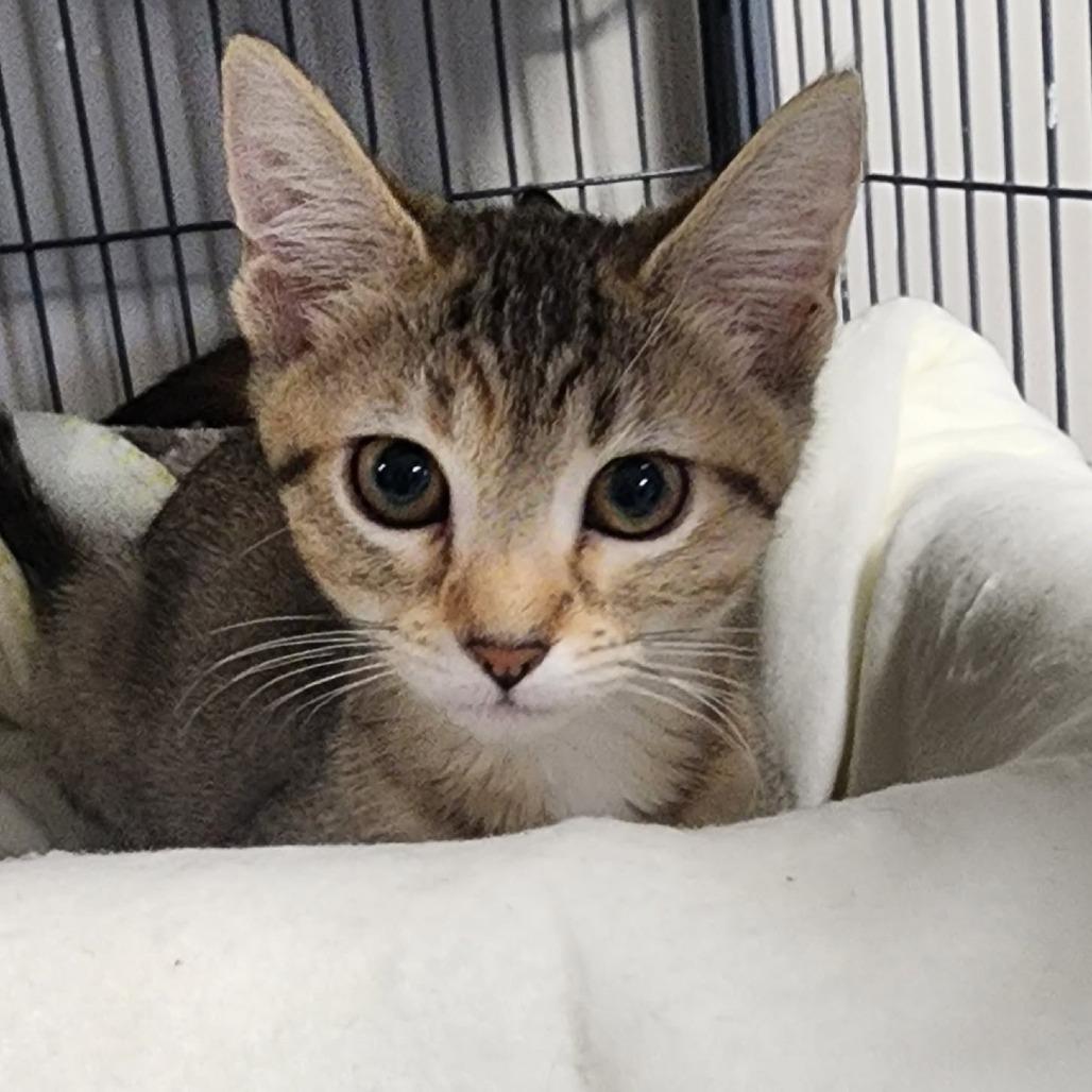 Enlarge Eve, a Adoptable Domestic Short Hair in Muncie, IN image 1/1