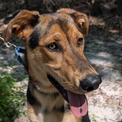Blakelee, Adoptable, Adult Female Hound & Shepherd.