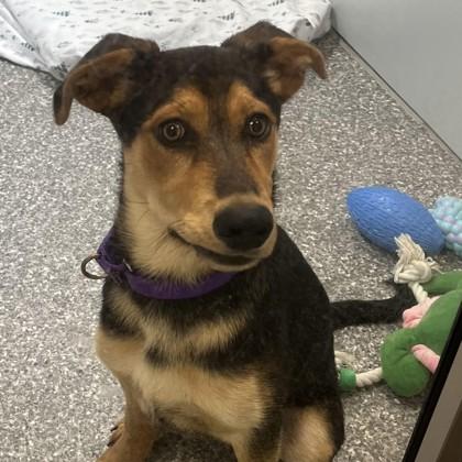 Blakelee, Adoptable, Puppy Female Hound & Shepherd.