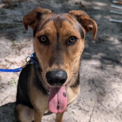 Blakelee, a Adoptable mixed breed in Voorhees, NJ image 2/3
