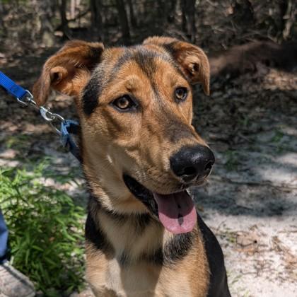 Blakelee, a Adoptable mixed breed in Voorhees, NJ image 3/3