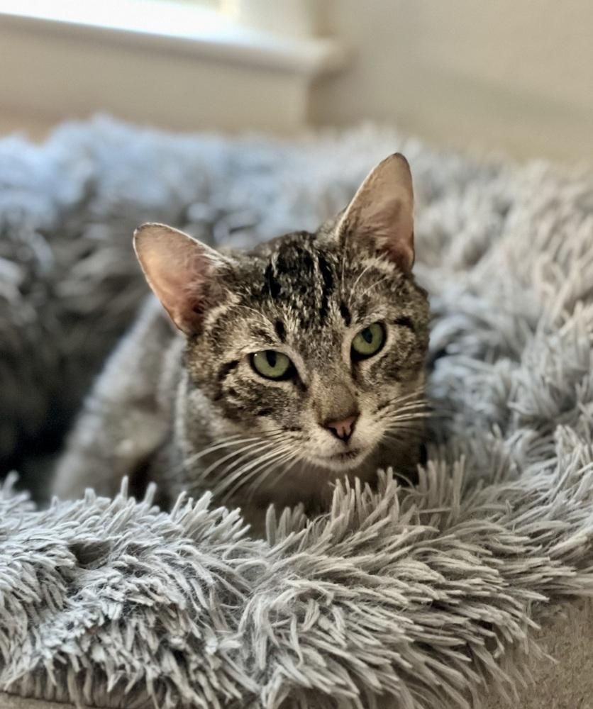 Enlarge Jasper 2024, a Adoptable mixed breed in Virginia Beach, VA image 1/2