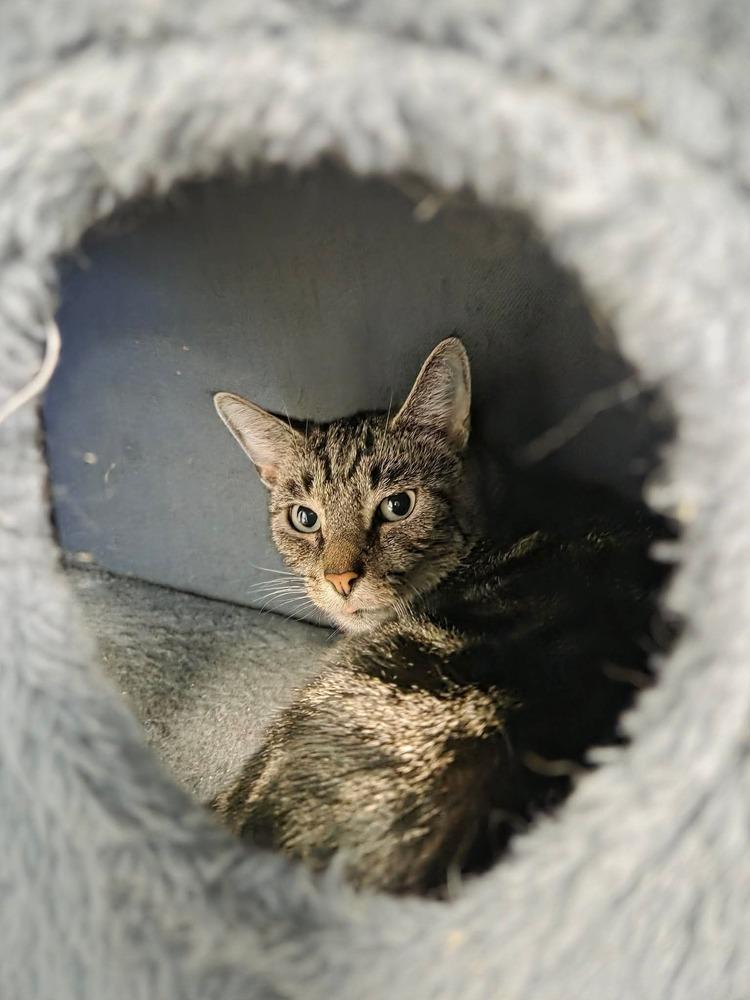 Enlarge Jasper 2024, a Adoptable mixed breed in Virginia Beach, VA image 2/3