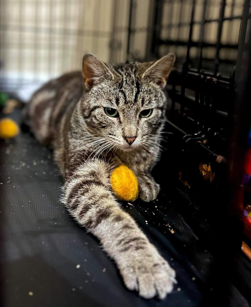 Enlarge Jasper 2024, a Adoptable mixed breed in Virginia Beach, VA image 2/2