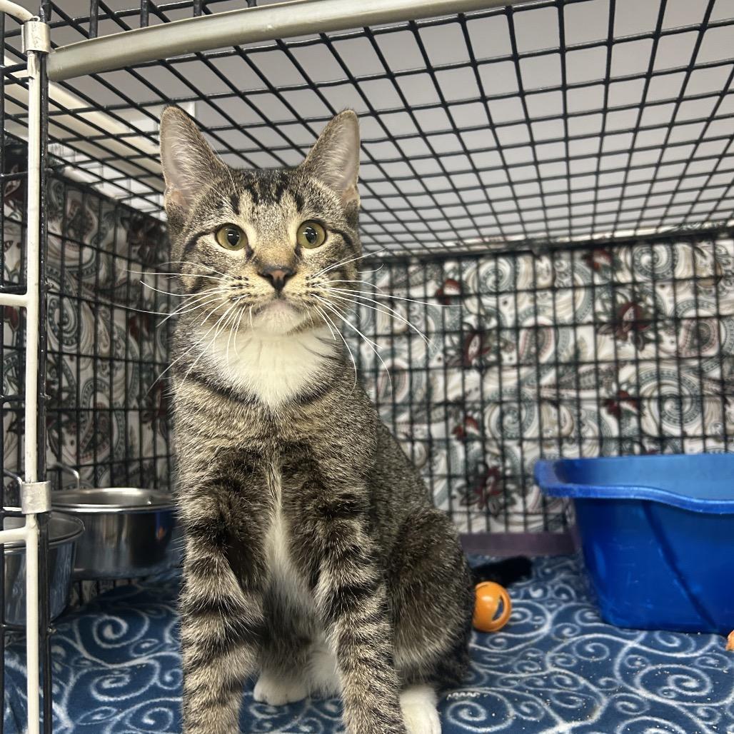 Cookie, Adoptable, Young Female Domestic Short Hair.