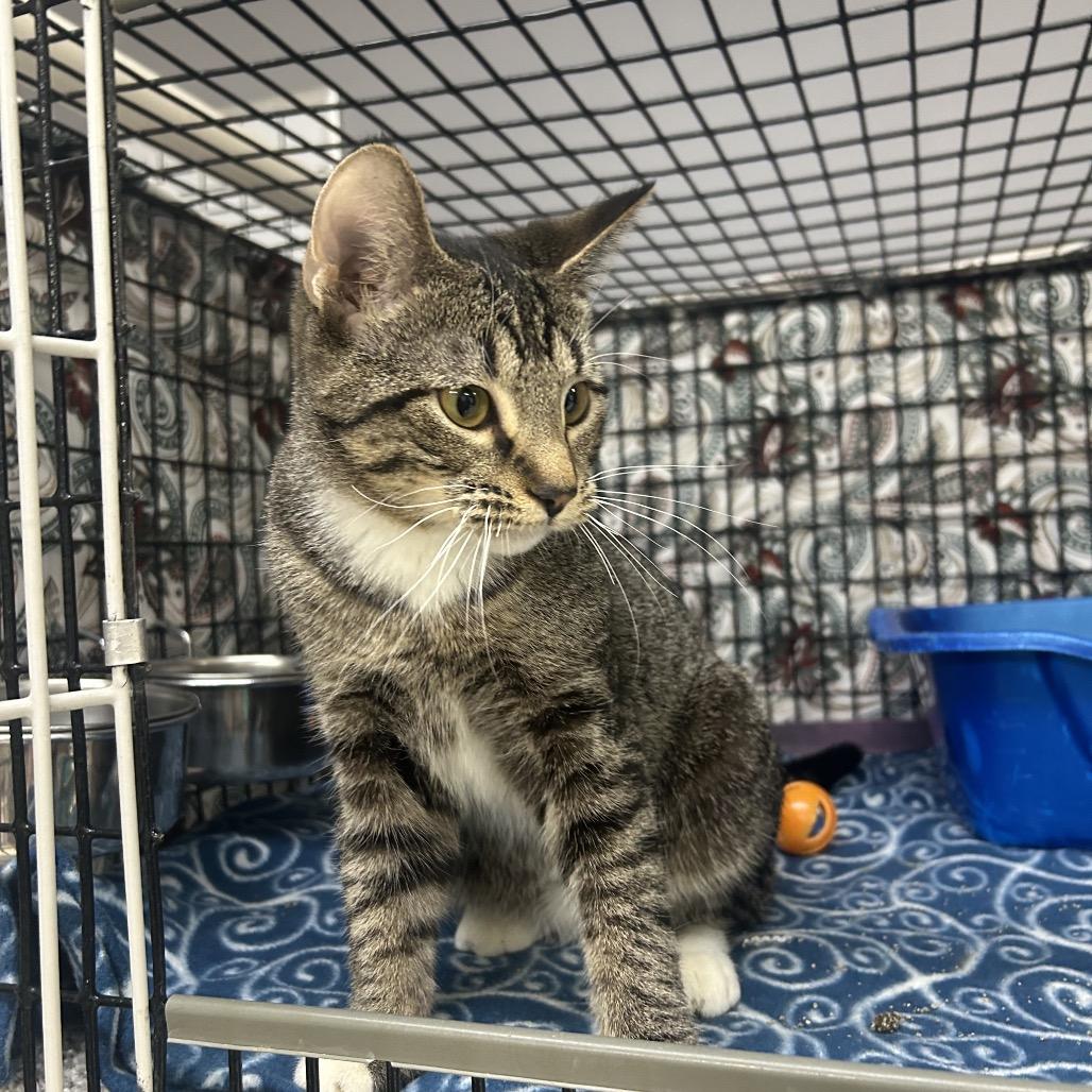 Cookie, a Adoptable Domestic Short Hair in Milford, IA image 3/3