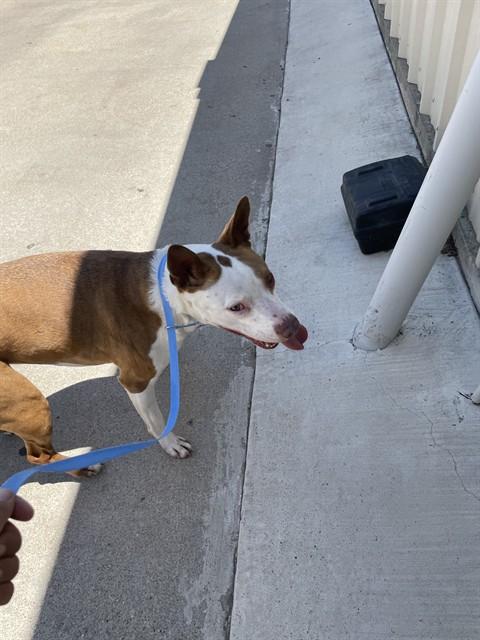 MILLIE, Adoptable, Adult Female Pit Bull Terrier & Mixed Breed.