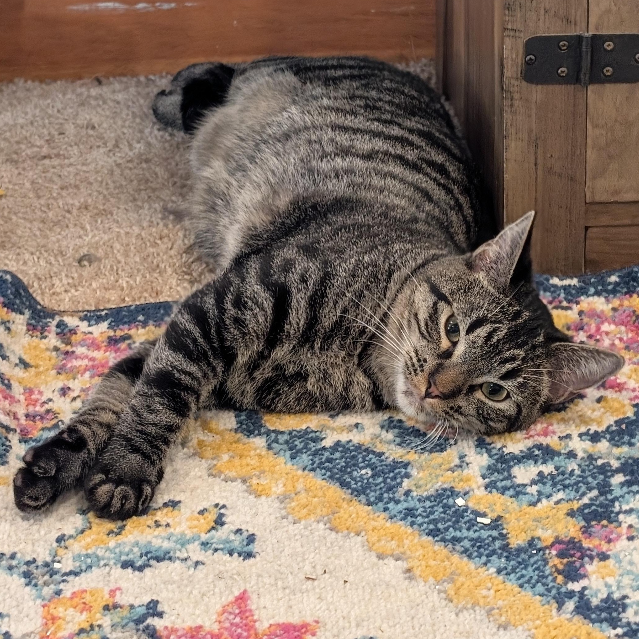 Enlarge Cleetus Bear & Cammy ADOPTED:), an adopted Tabby in Waverly, IA image 2/2