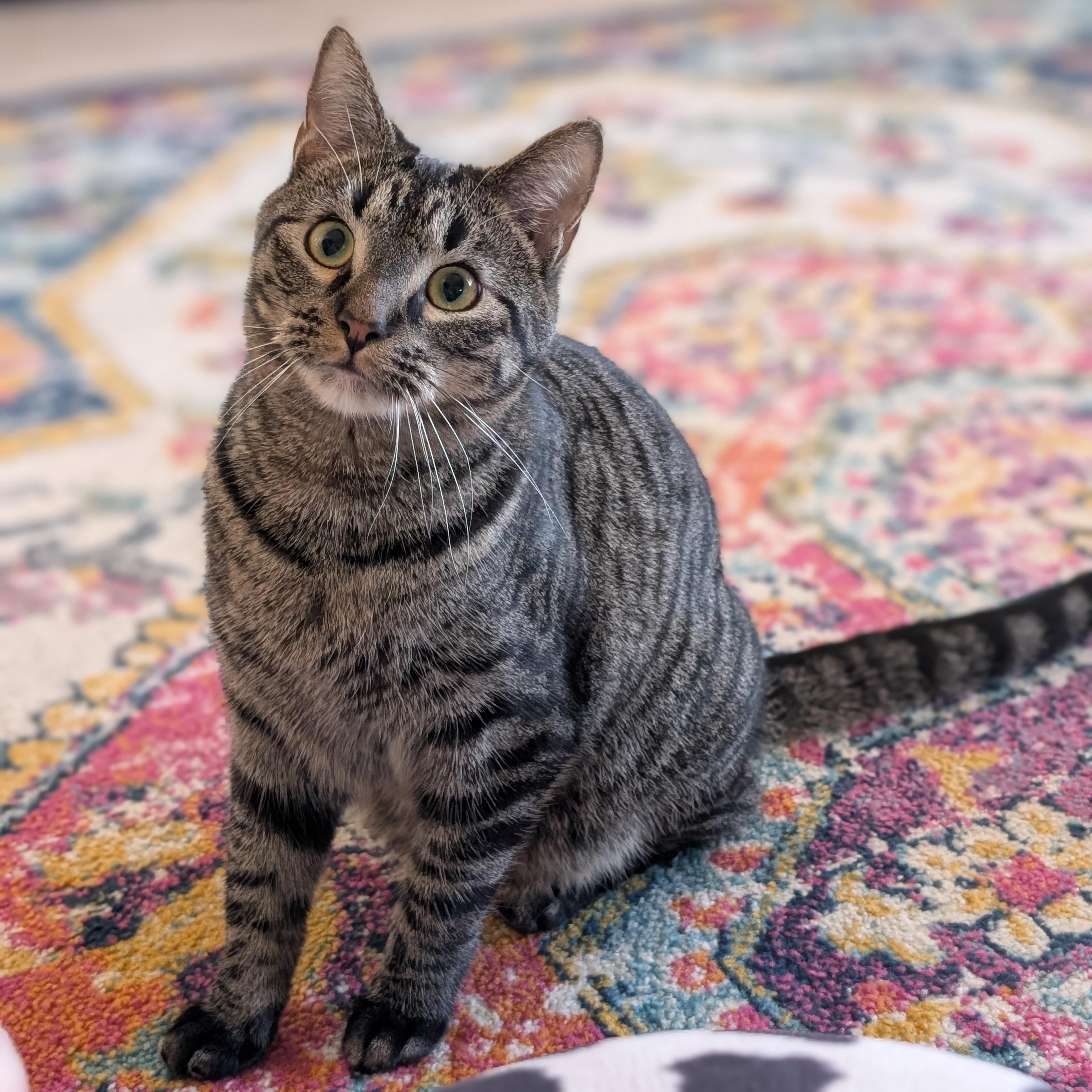 Cleetus Bear & Cammy ADOPTED:), adopted, Young Male Tabby.