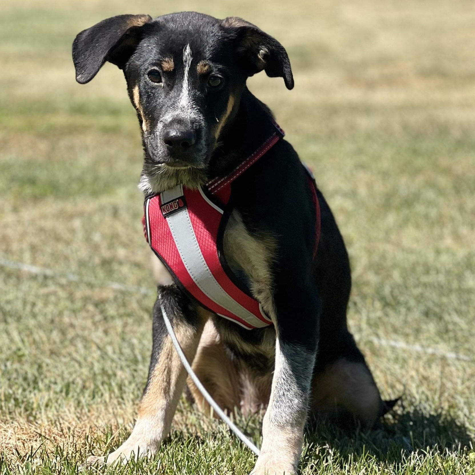 Enlarge Sparrow, an adoption pending mixed breed in Griswold, CT image 4/5