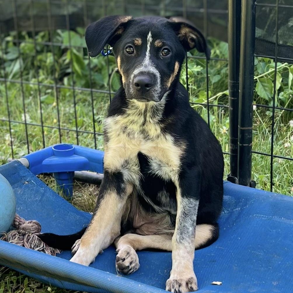 Sparrow, Adoptable, Puppy Female Australian Cattle Dog / Blue Heeler.