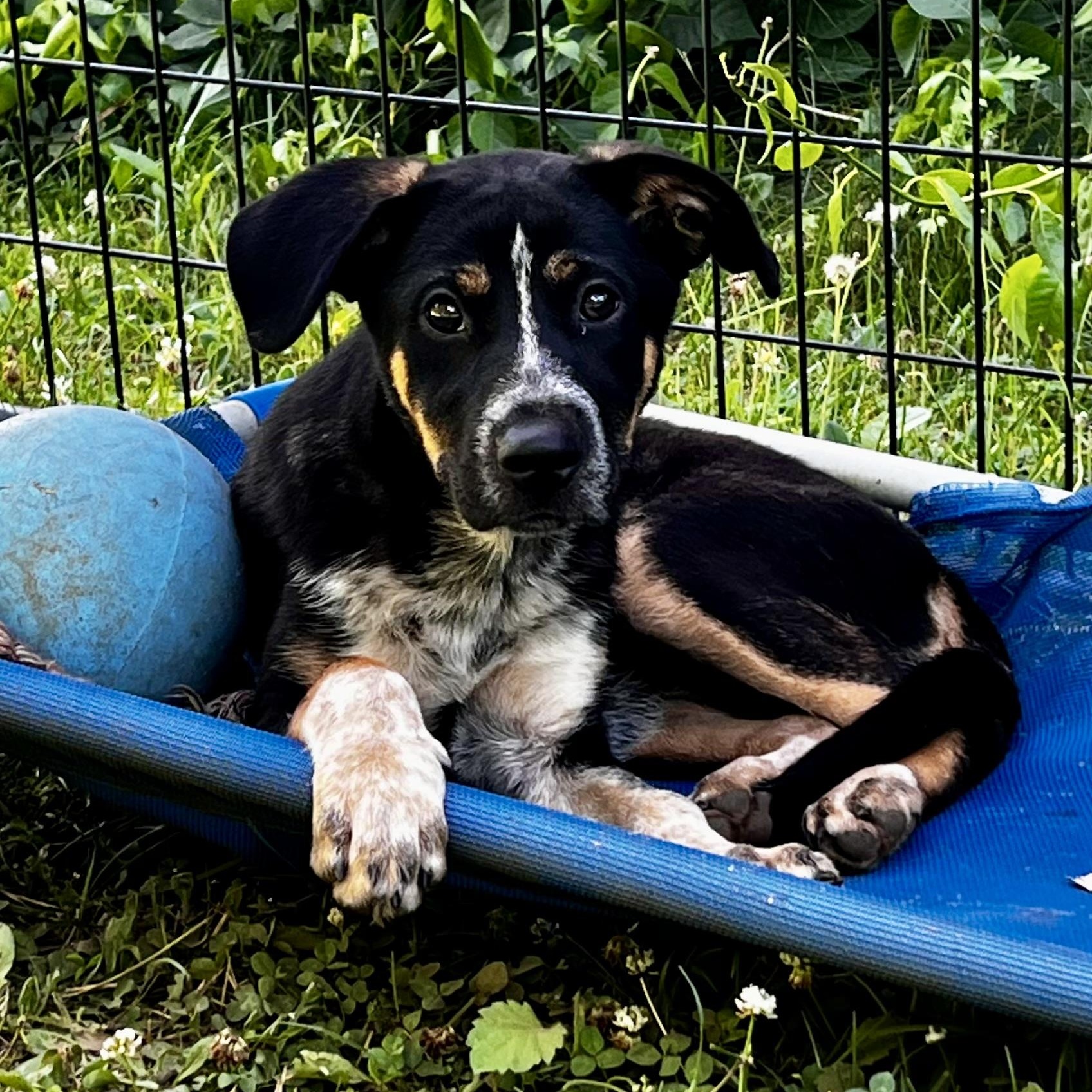 Enlarge Sparrow, an adoption pending mixed breed in Griswold, CT image 3/5