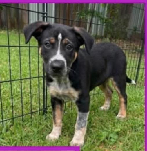 Enlarge Sparrow, a Adoptable mixed breed in Griswold, CT image 1/1
