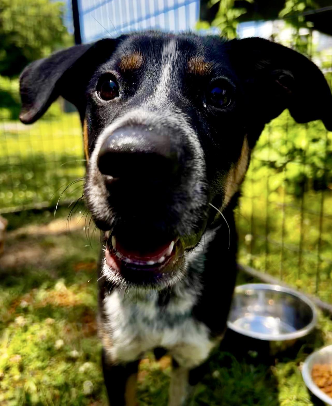 Enlarge Sparrow, an adoption pending mixed breed in Griswold, CT image 2/5