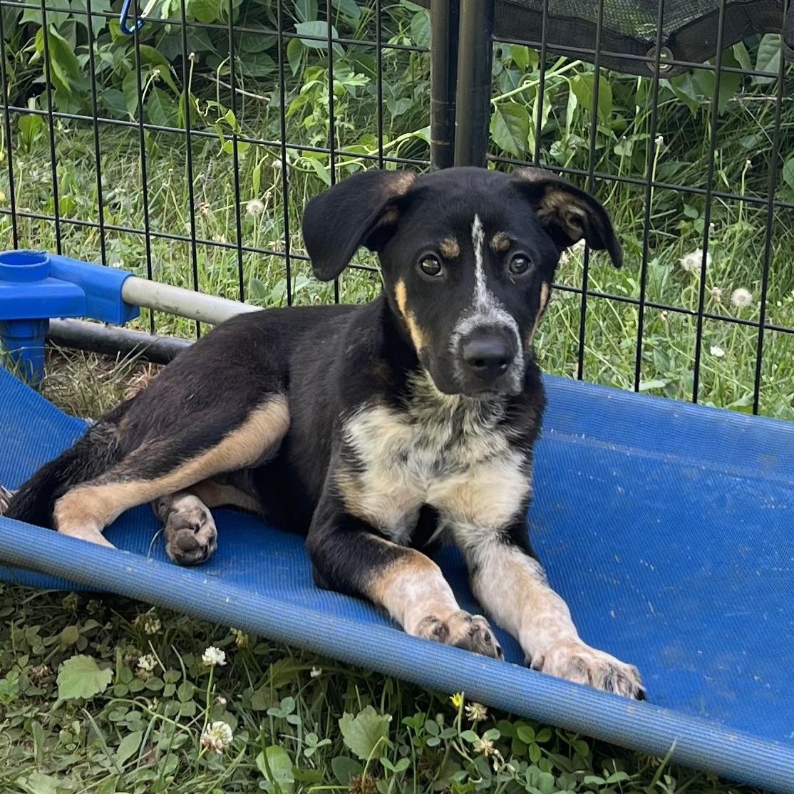 Enlarge Sparrow, an adoption pending mixed breed in Griswold, CT image 5/5