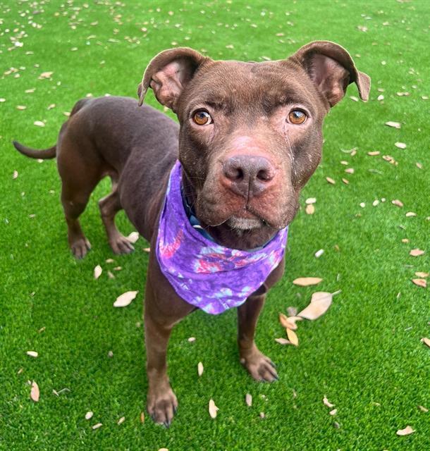 Enlarge NIA, a Adoptable Mixed Breed in Jacksonville, FL image 1/1