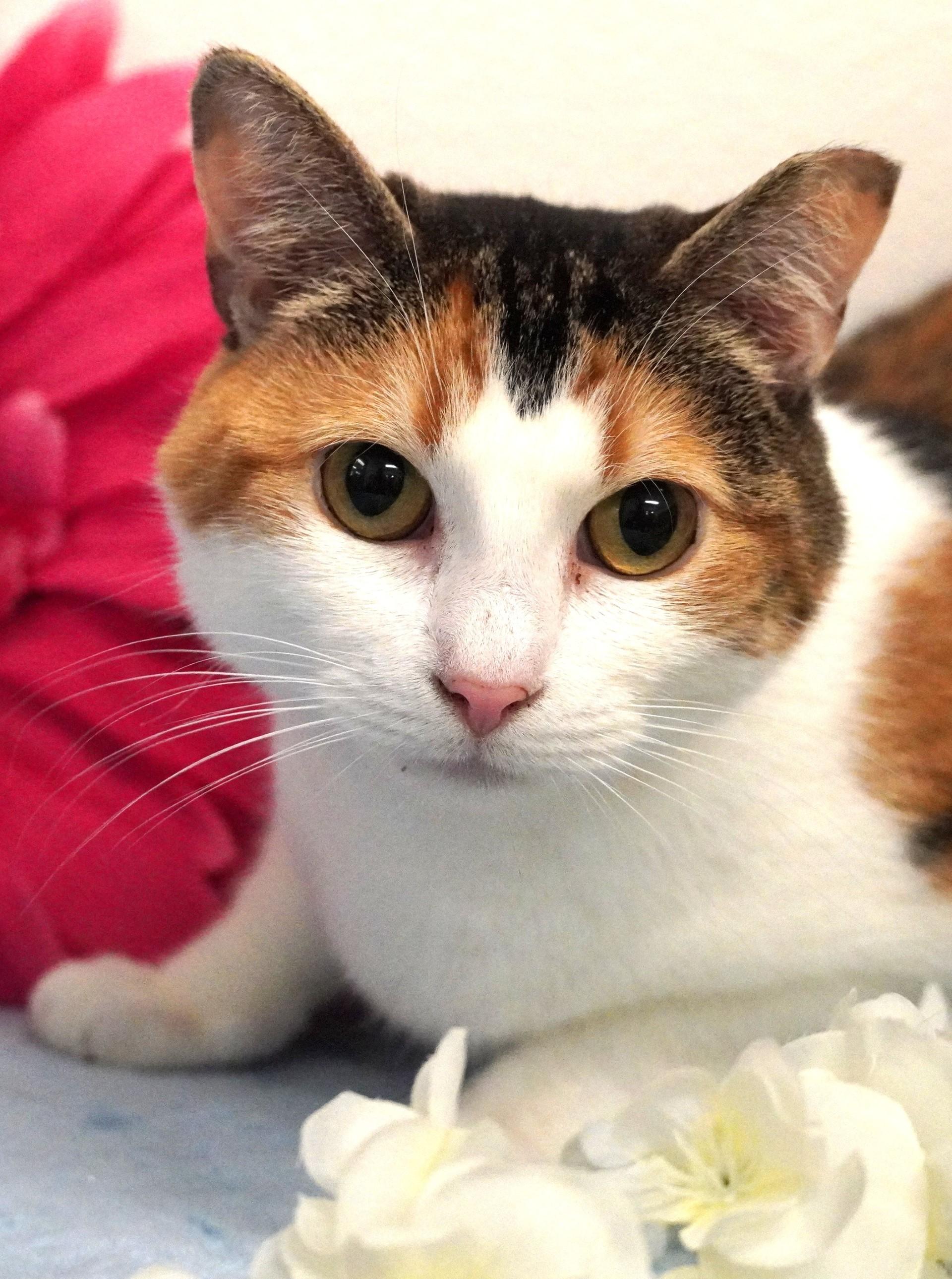 Cassini, a ADOPTABLE mixed breed in Grants Pass, OR image 1/5