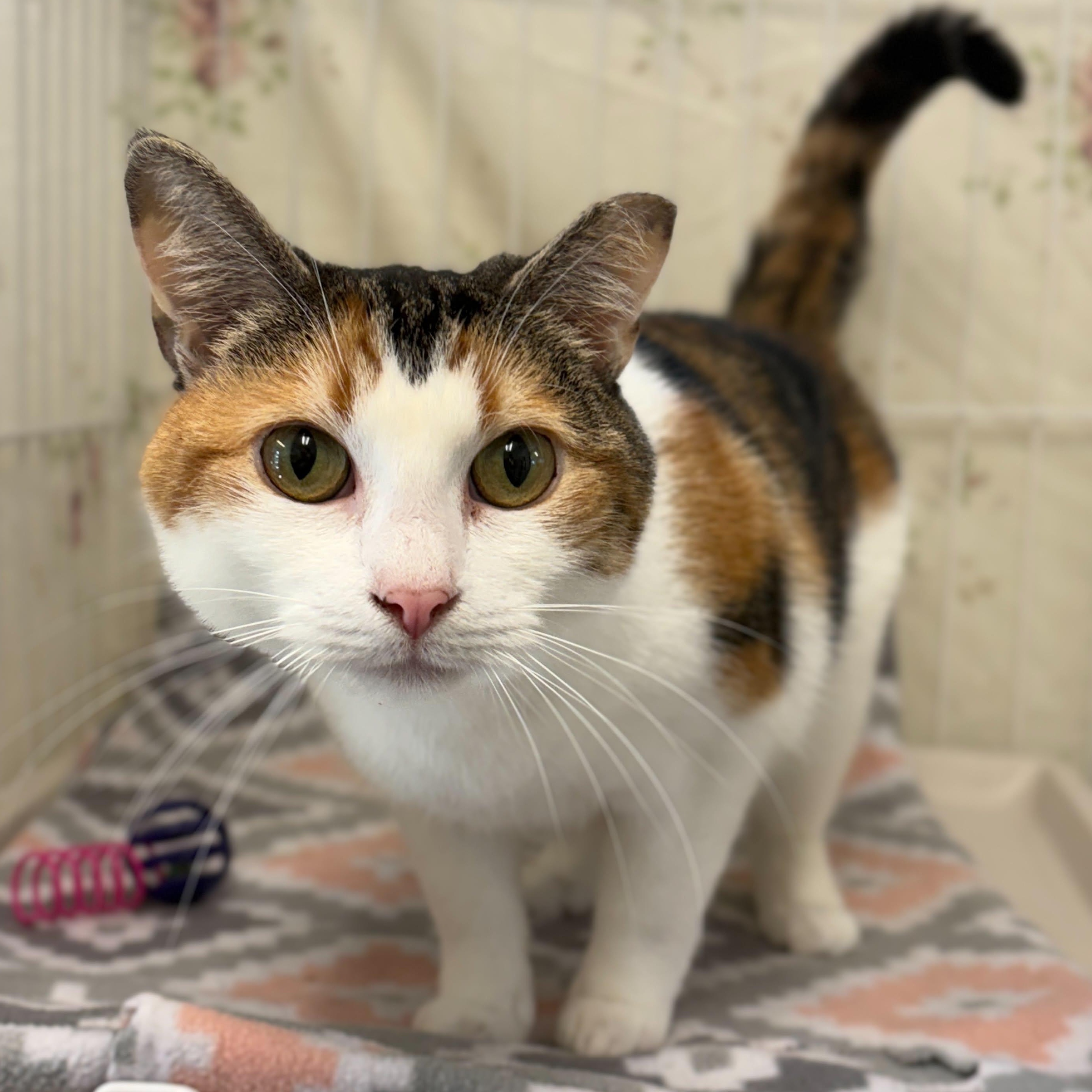 Cassini, a ADOPTABLE mixed breed in Grants Pass, OR image 3/5