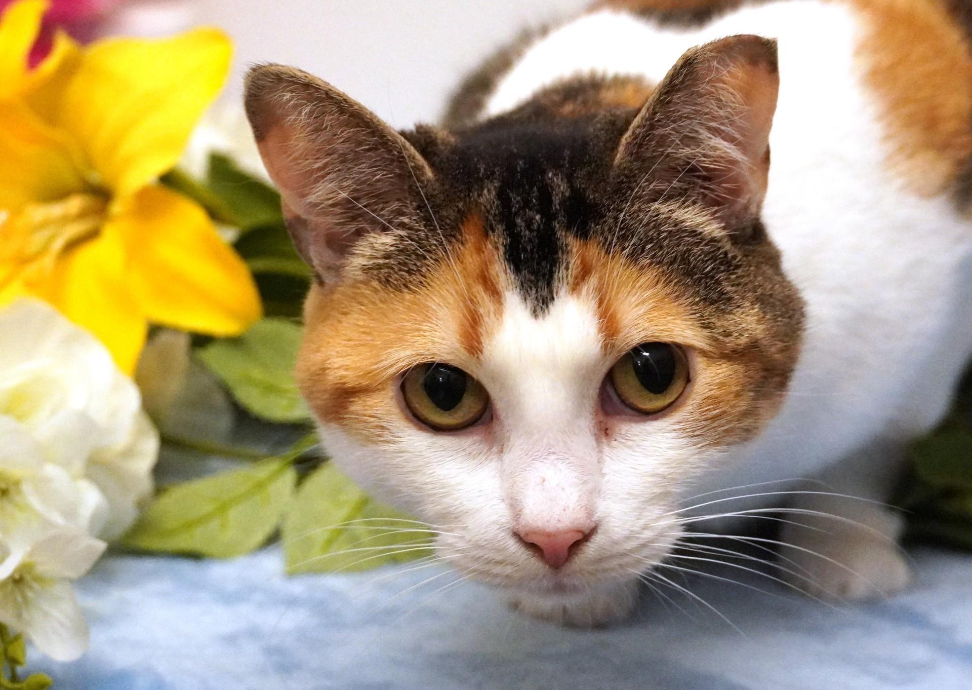 Cassini, a ADOPTABLE mixed breed in Grants Pass, OR image 4/5