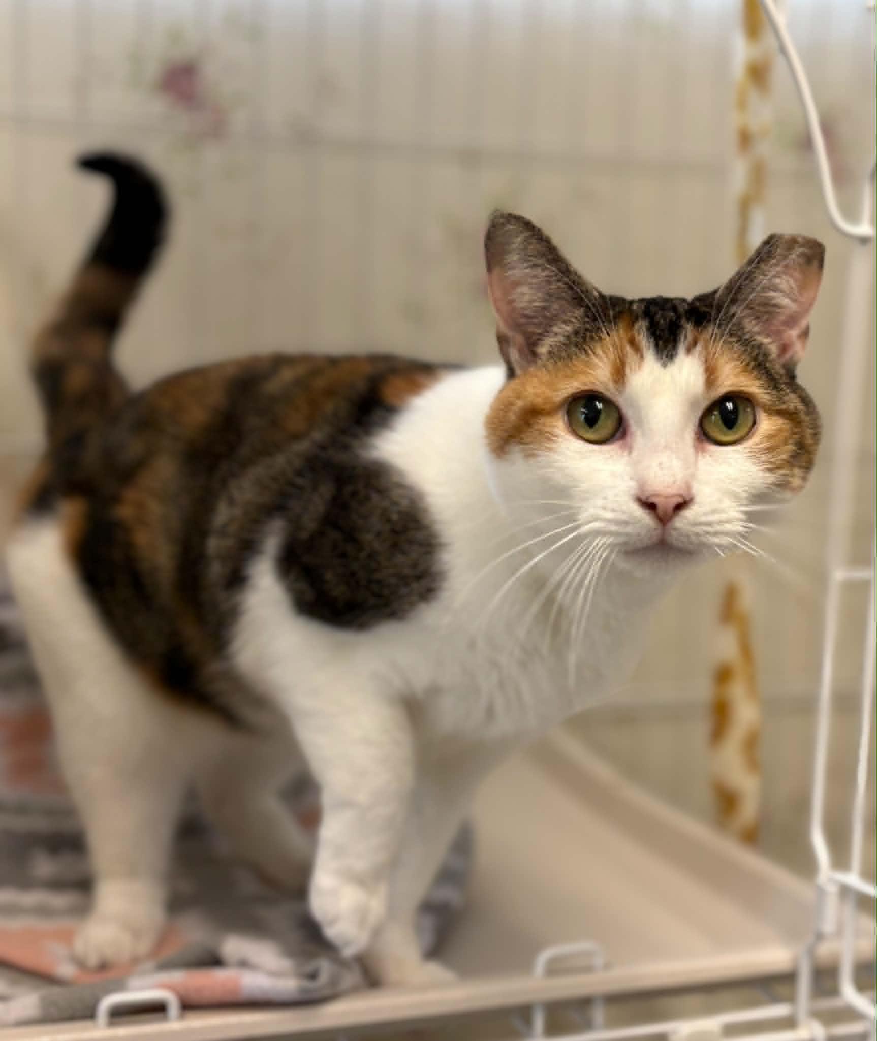 Cassini, a ADOPTABLE mixed breed in Grants Pass, OR image 2/5