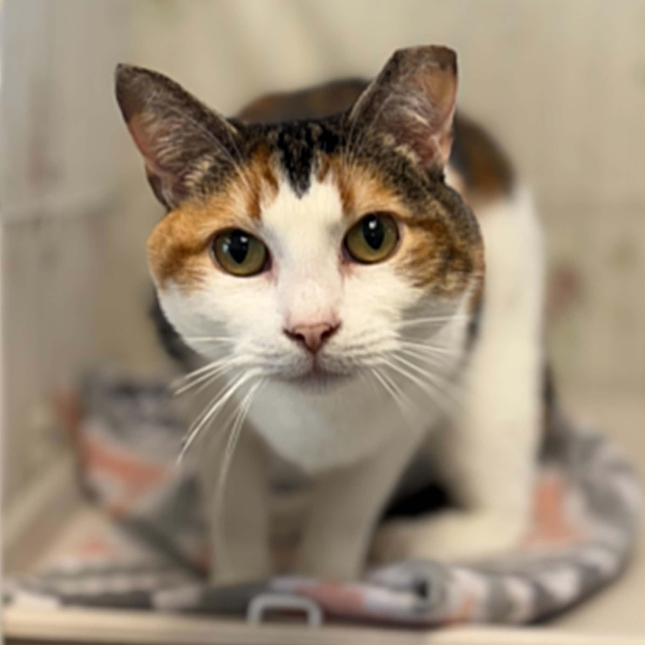 Cassini, a ADOPTABLE mixed breed in Grants Pass, OR image 5/5