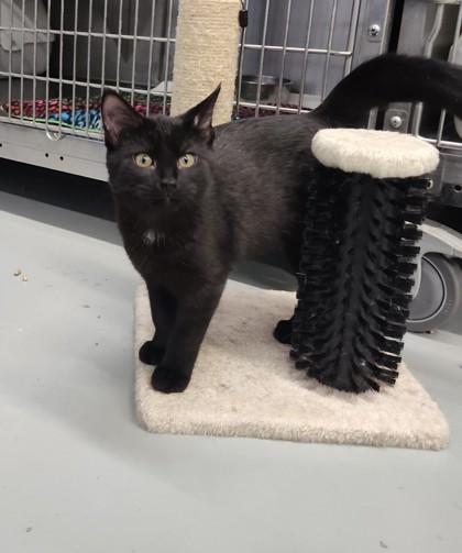 Panthro, ADOPTABLE, Young Male Domestic Short Hair.