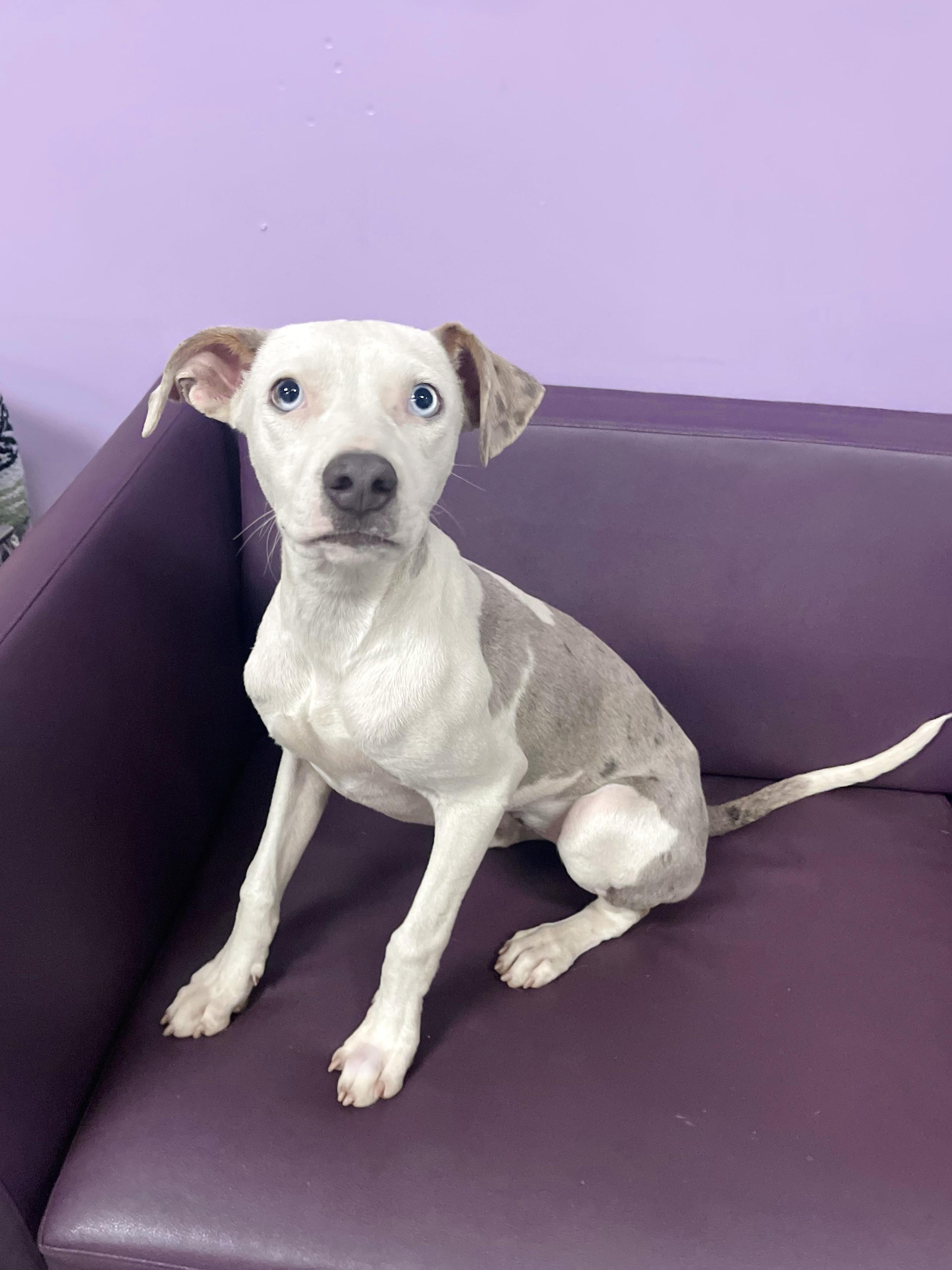 Liane in NH. Come Meet our Adoptable Dogs Wednesday-Saturday. More info in Bio, Adoptable, Puppy Female Catahoula Leopard Dog.
