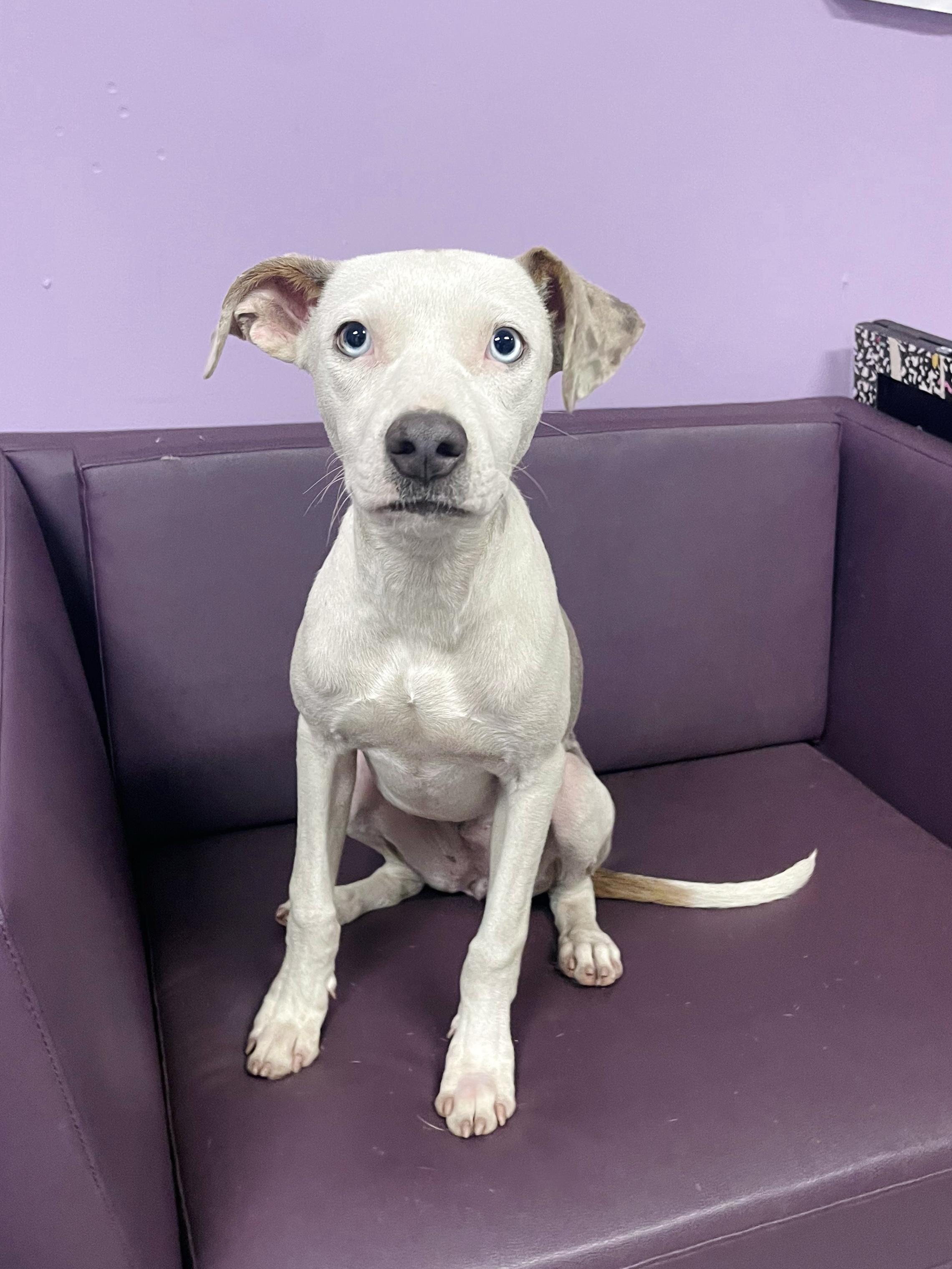 Enlarge Liane in NH. Come Meet our Adoptable Dogs Wednesday-Saturday. More info in Bio, a Adoptable mixed breed in Manchester, NH image 3/3