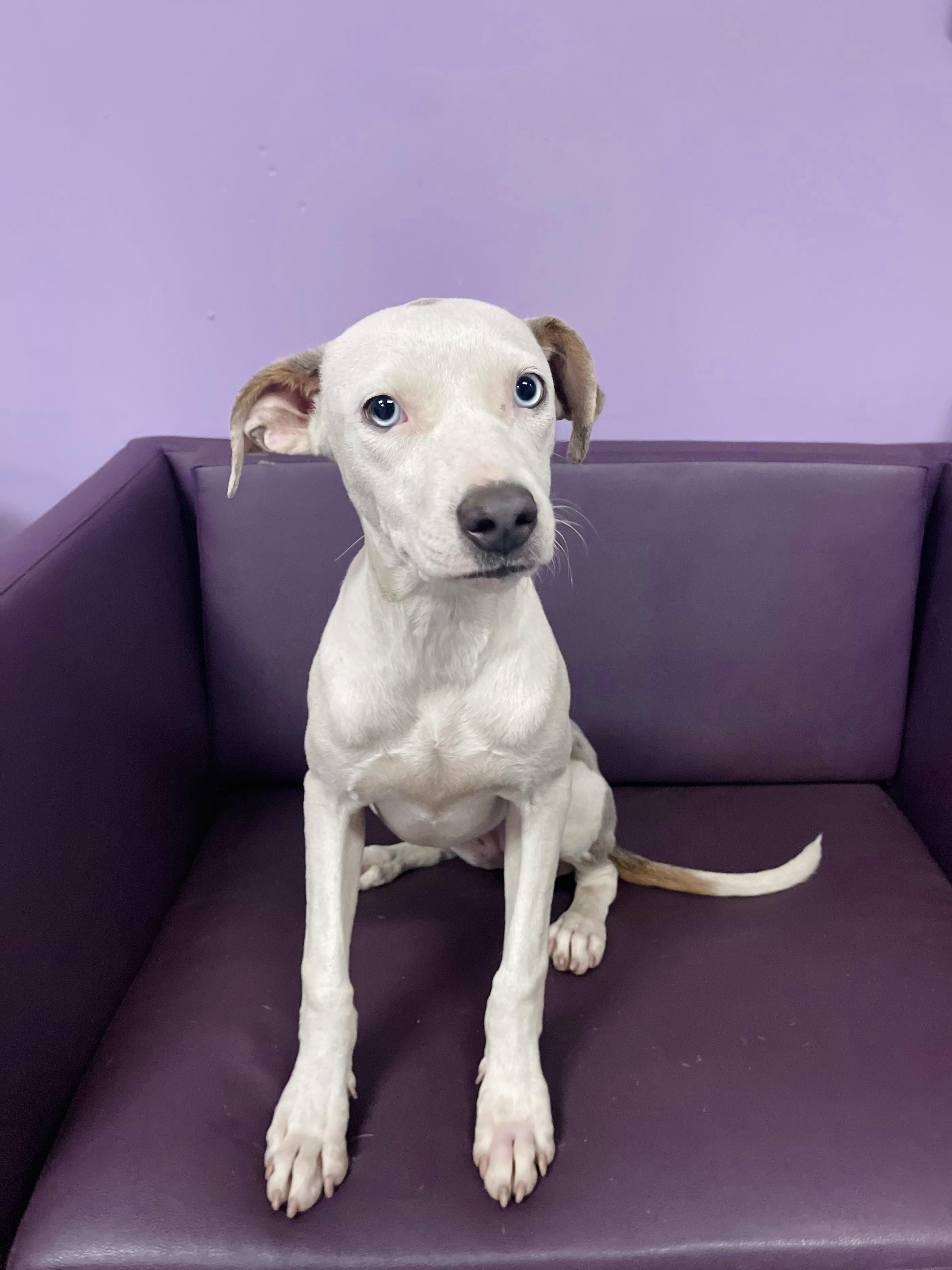 Enlarge Liane in NH. Come Meet our Adoptable Dogs Wednesday-Saturday. More info in Bio, a Adoptable mixed breed in Manchester, NH image 2/3