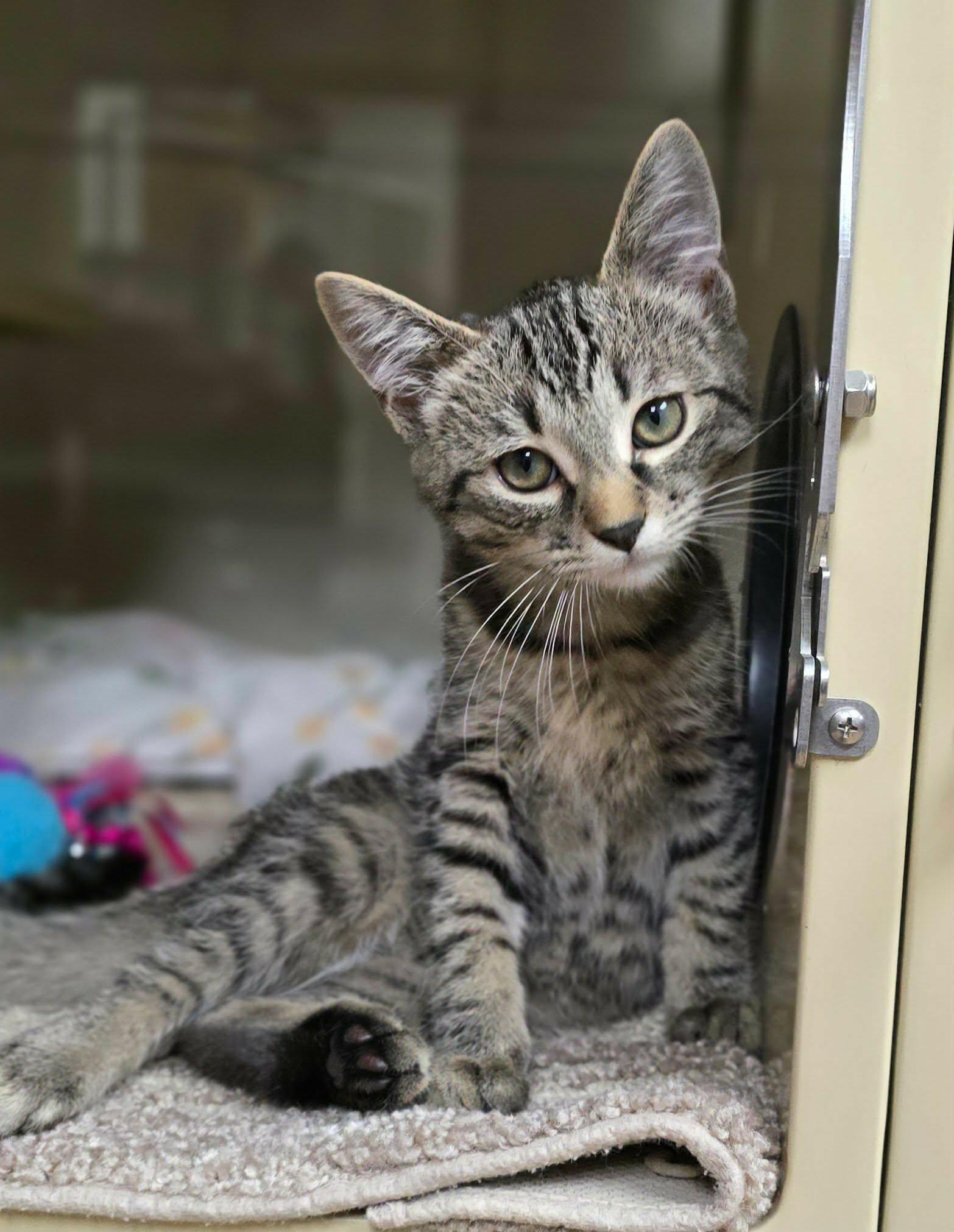 Enlarge Florian, a Adoptable Domestic Short Hair in New Castle, PA image 3/3