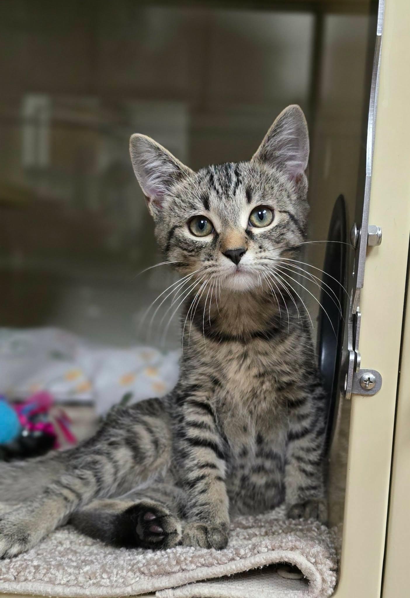 Enlarge Florian, a Adoptable Domestic Short Hair in New Castle, PA image 1/3