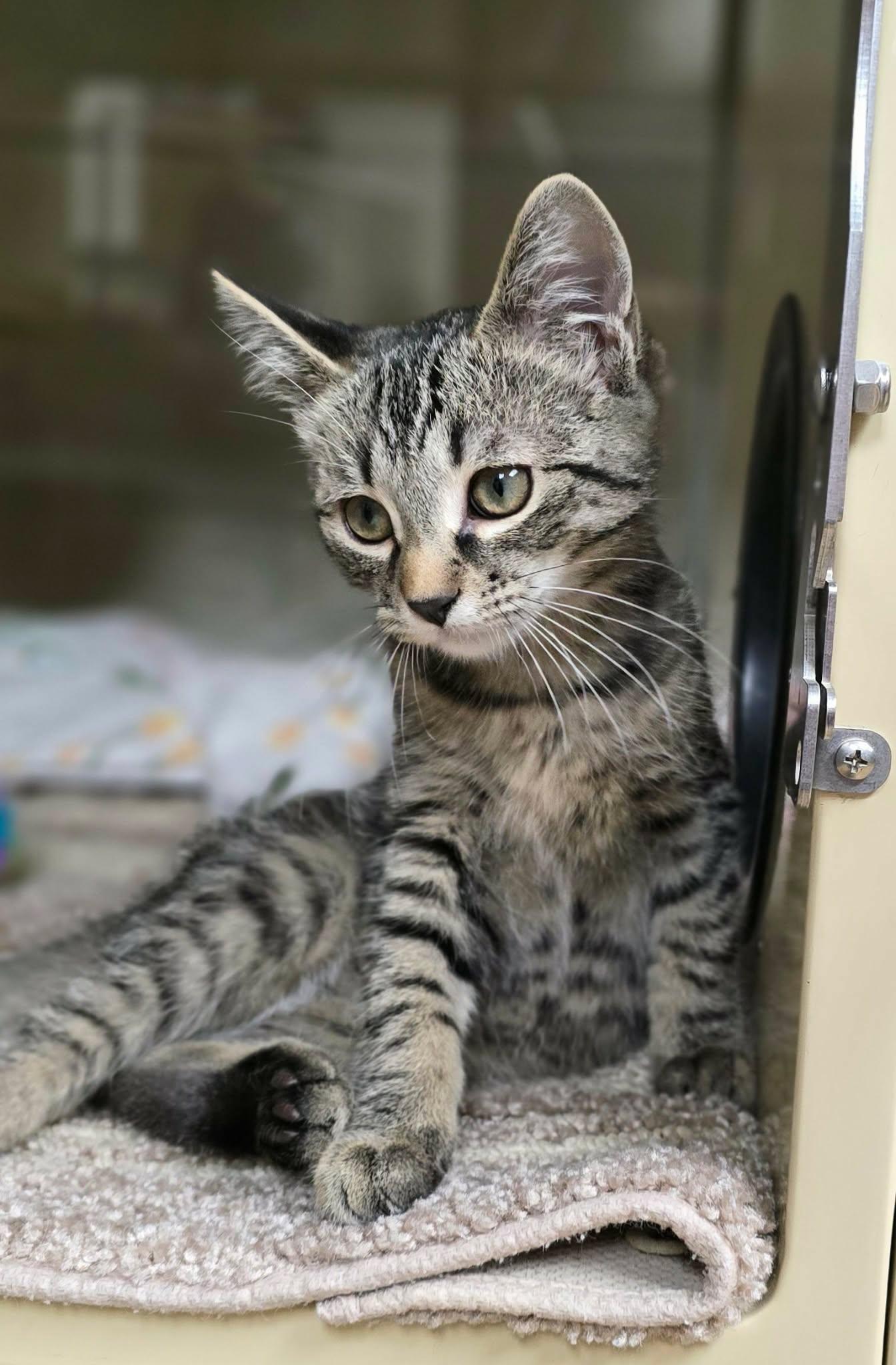 Enlarge Florian, a Adoptable Domestic Short Hair in New Castle, PA image 2/3