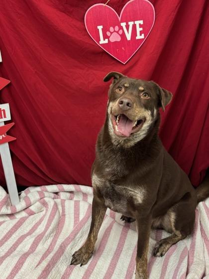 Enlarge Prince, a Adoptable Mixed Breed in Moses Lake, WA image 1/3