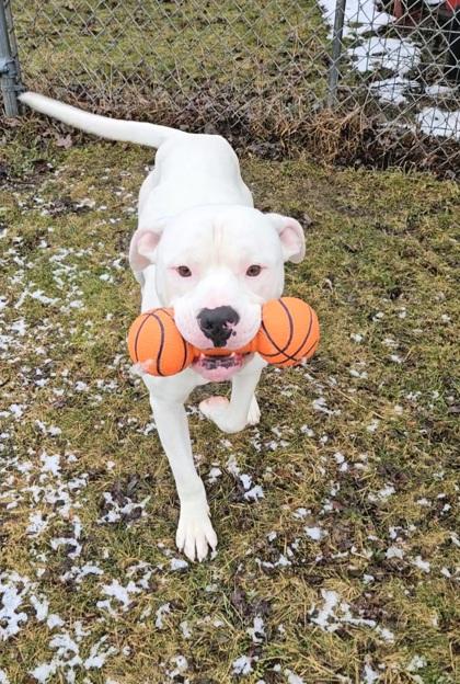 Enlarge Draco, an adopted mixed breed in Ithaca, NY image 2/3