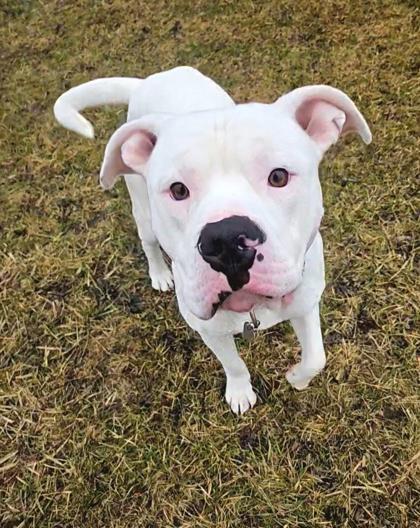 Enlarge Draco, an adopted mixed breed in Ithaca, NY image 3/3