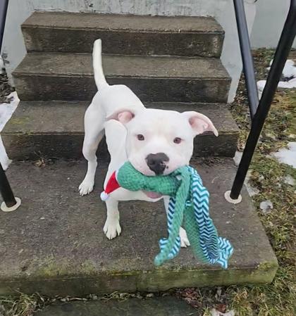 Enlarge Draco, an adopted mixed breed in Ithaca, NY image 1/3