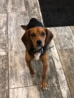 Enlarge Ellie Yrly 412, a Adoptable mixed breed in Sidney, OH image 1/1