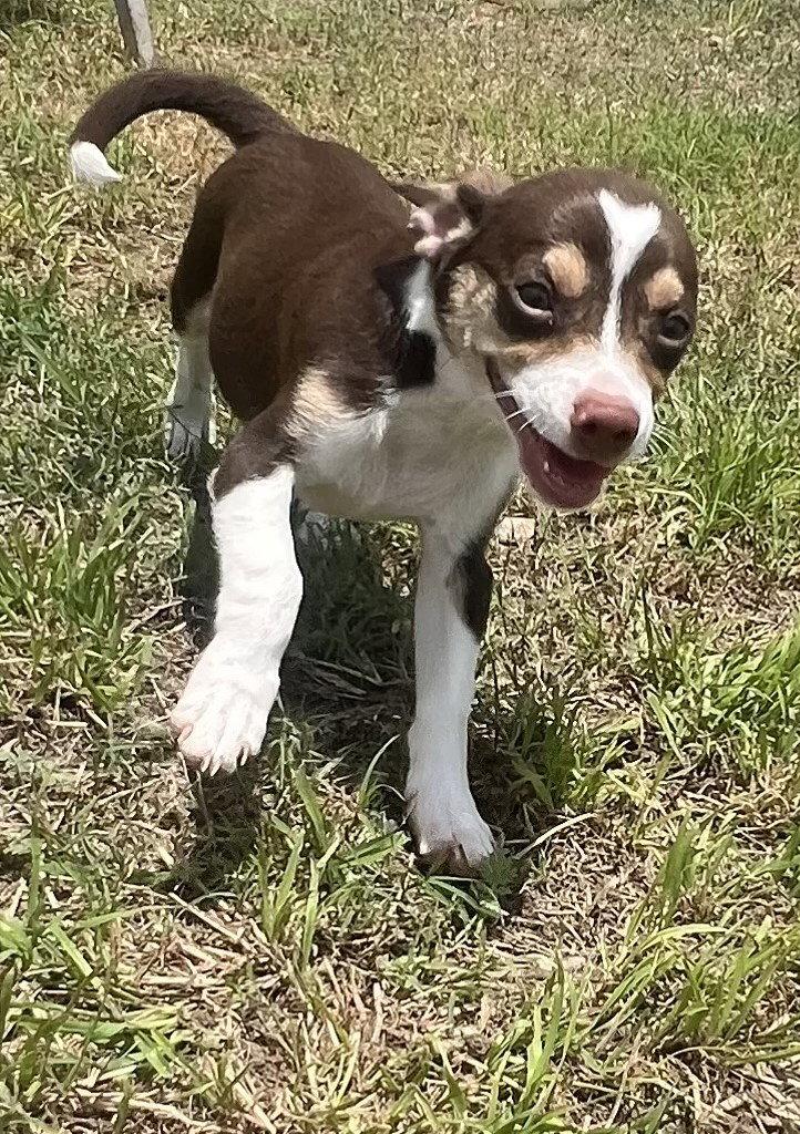 Enlarge Chandler, a Adopted mixed breed in Pipe Creek, TX image 1/2