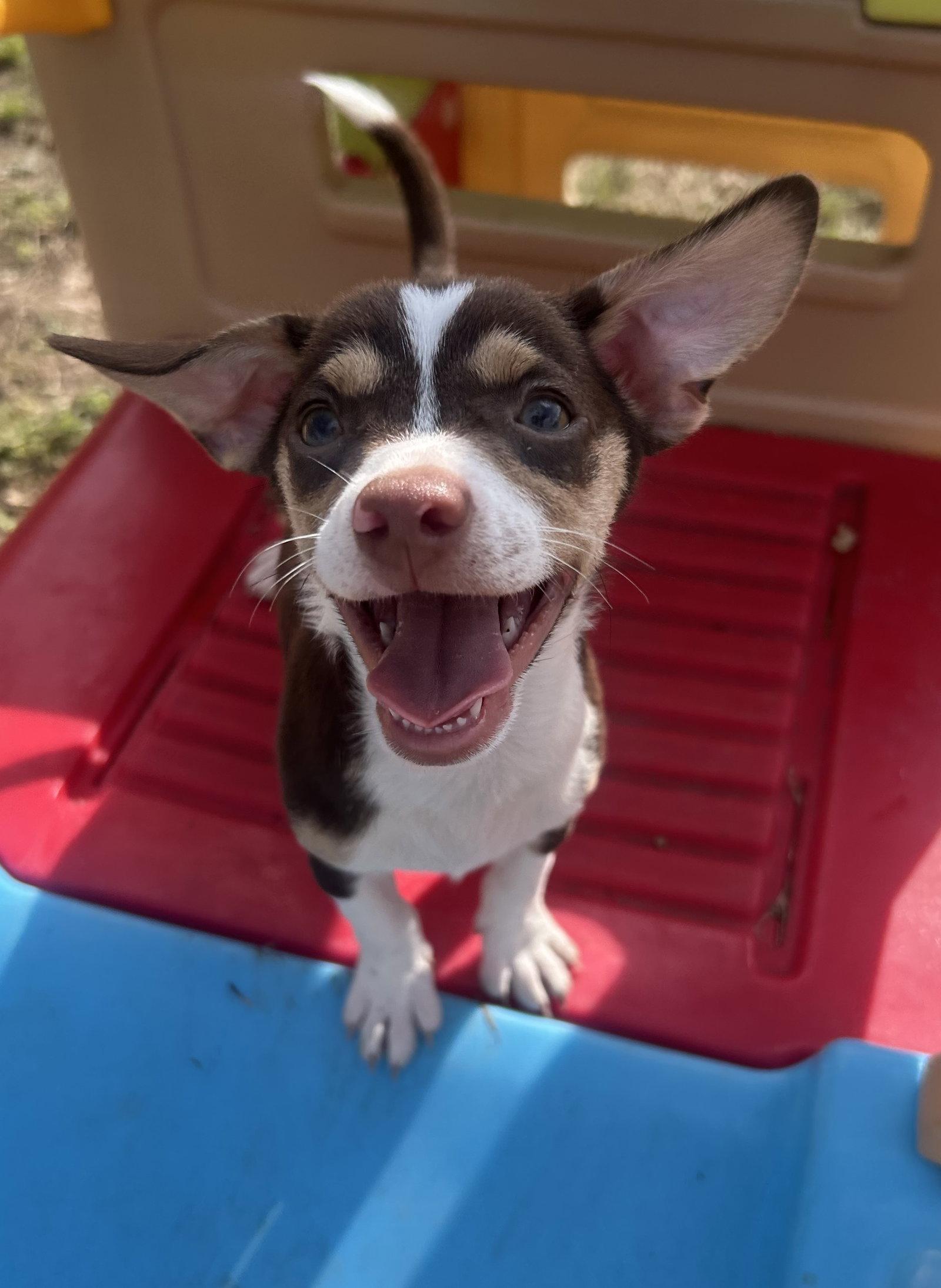 Enlarge Chandler, a Adopted mixed breed in Pipe Creek, TX image 2/2