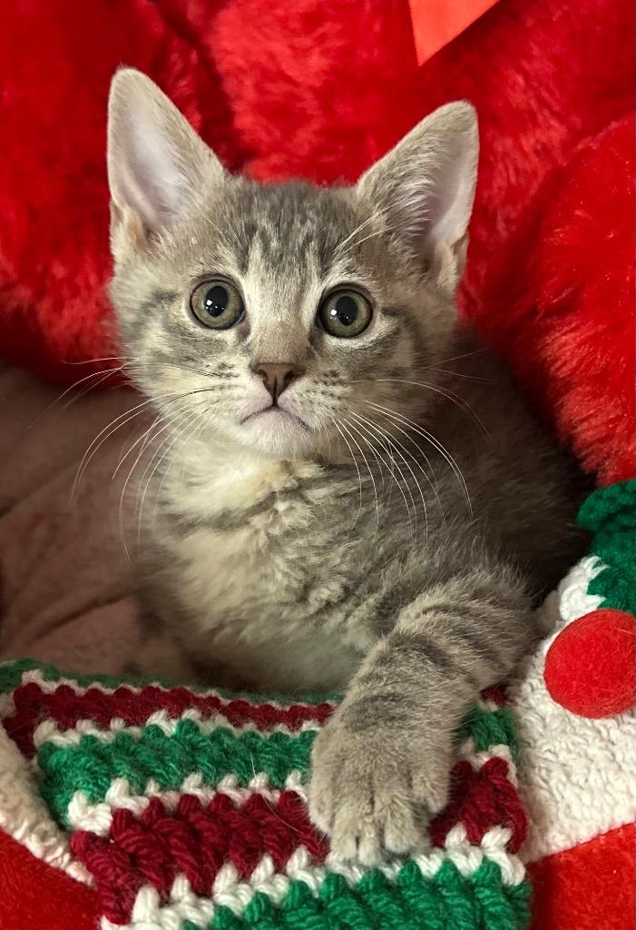 11/5/25 - Pickle, Adoptable, Kitten Female Domestic Short Hair.